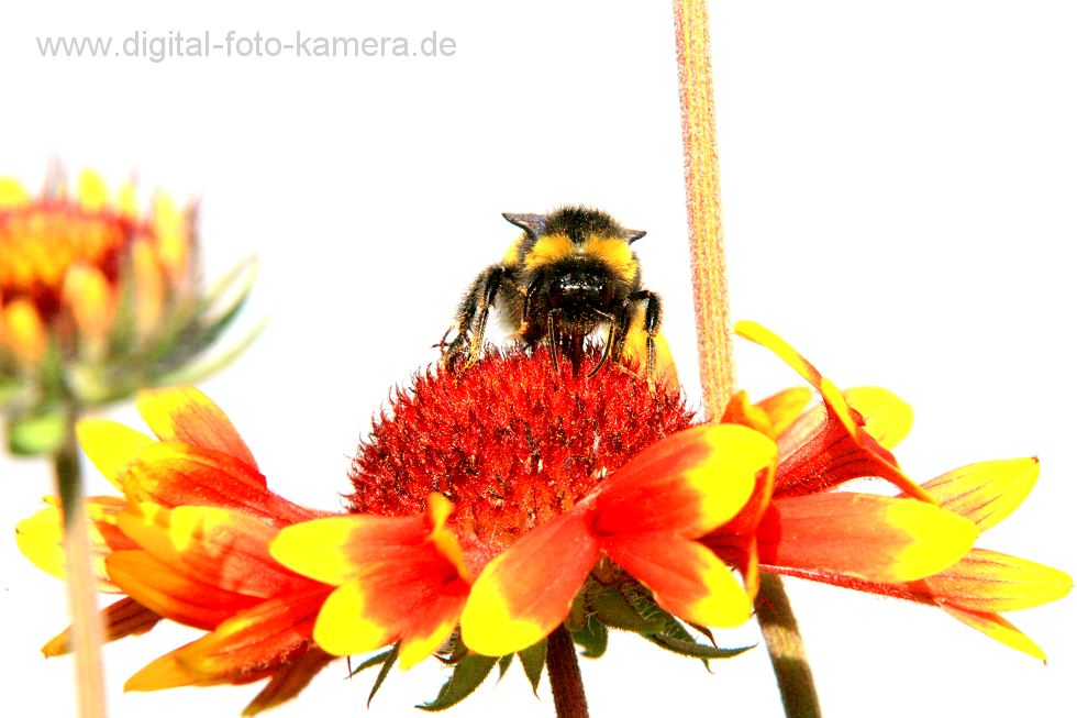 Macrofotografie